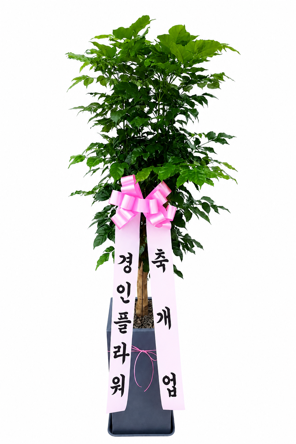 관엽식물 대형 이미지
