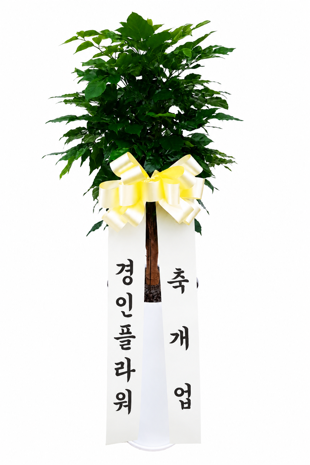 관엽식물 중형 이미지