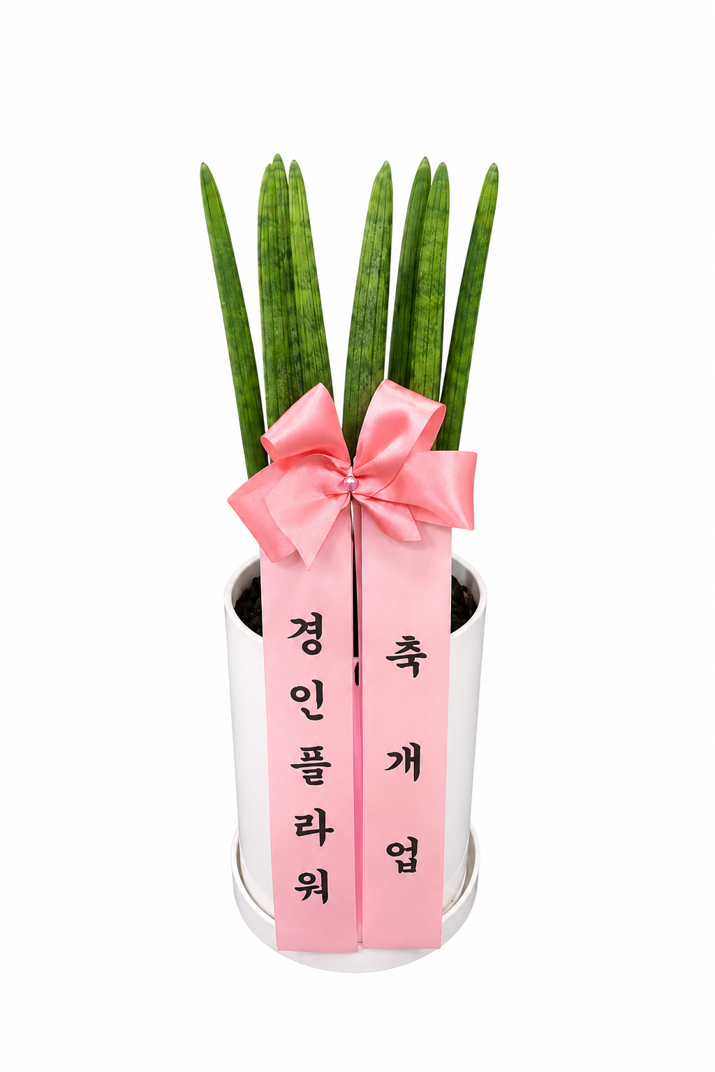 관엽식물 소형 이미지
