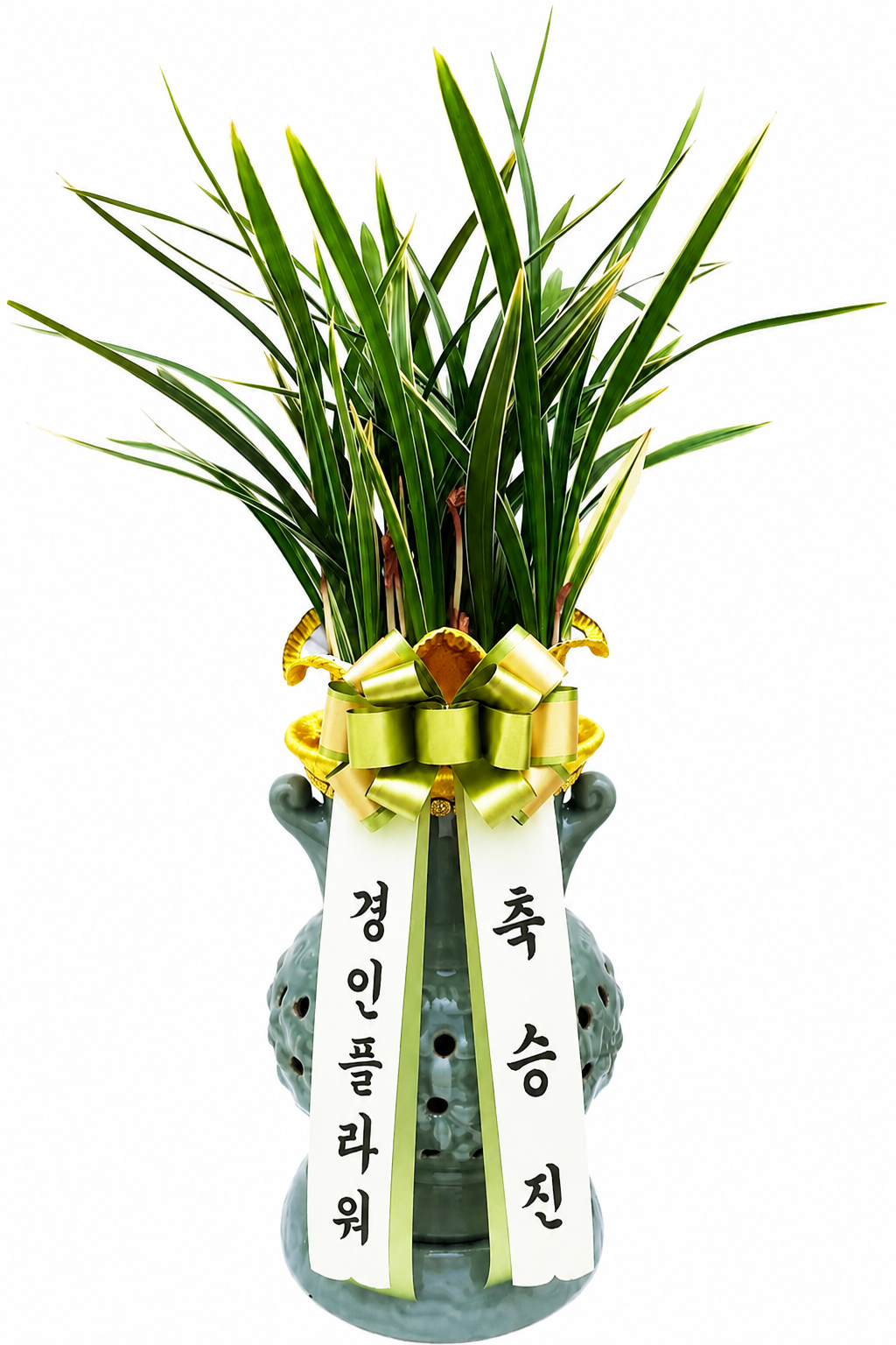 동양란 2호 이미지