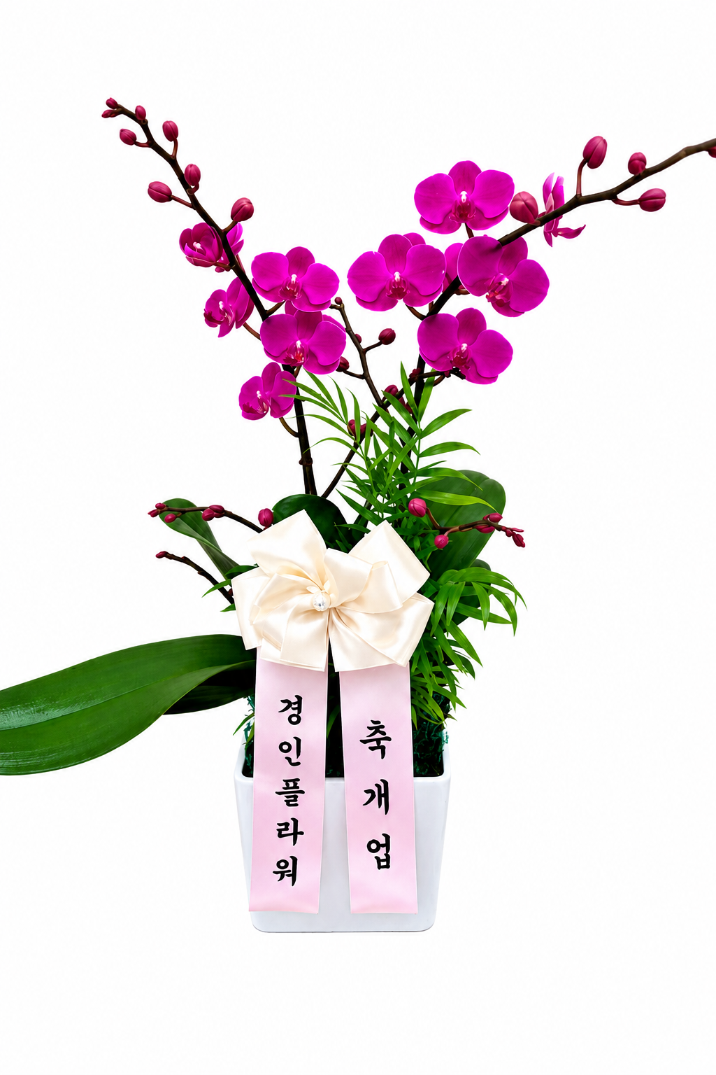 서양란 1호 이미지