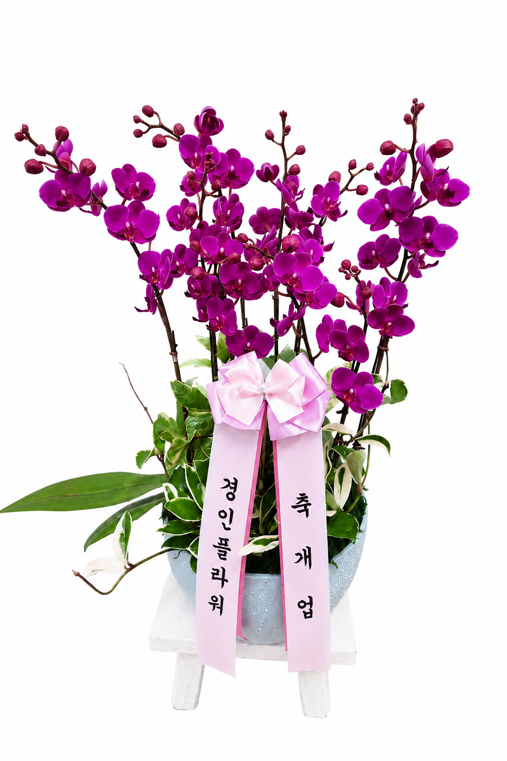 서양란 3호 이미지